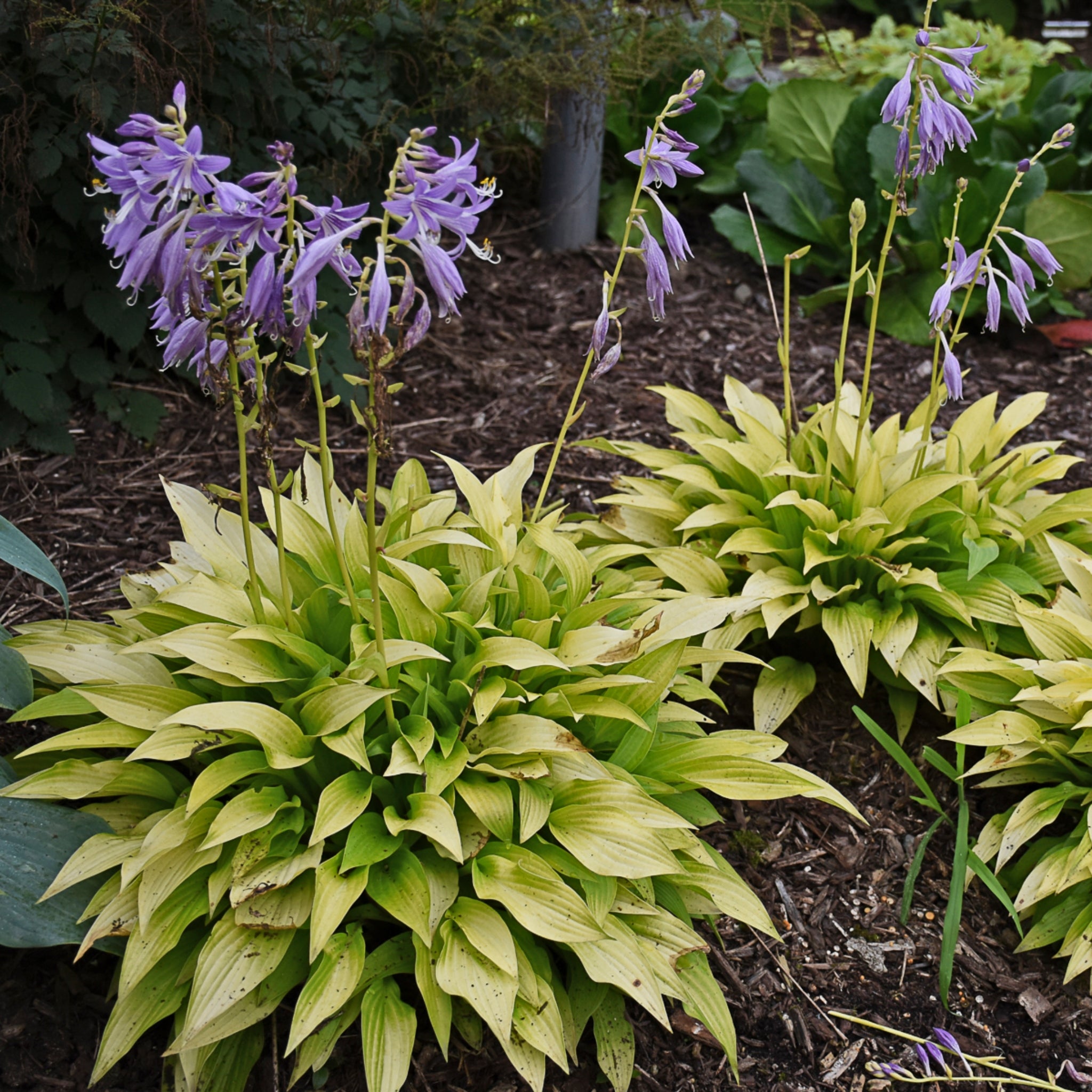 Munchkin Fire Hosta - Miniature Gold Hosta Sun Tolerant – NH Hostas
