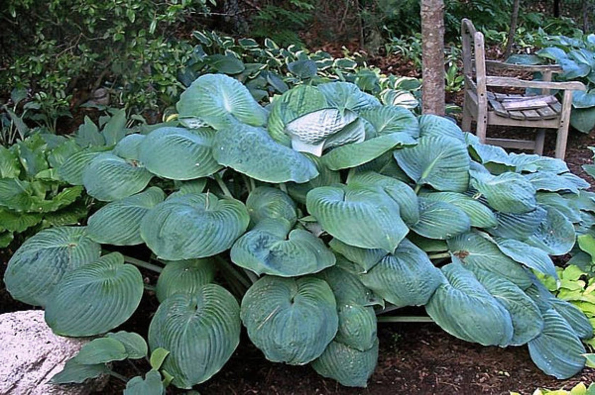 Nancy Gill Hosta