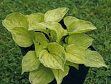 Needlepoint Hosta