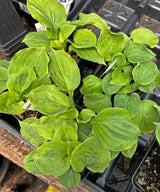 Needlepoint Hosta