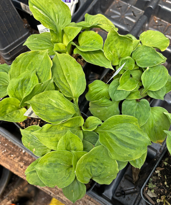 Needlepoint Hosta