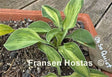 Oh So Quiet Hosta