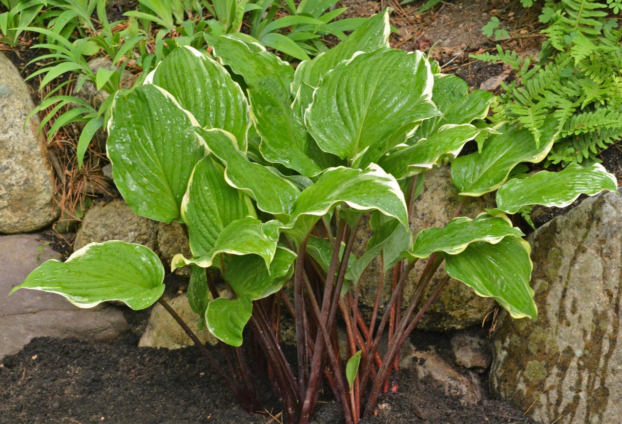 Old North Church Hosta