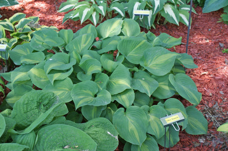 Olive Branch Hosta