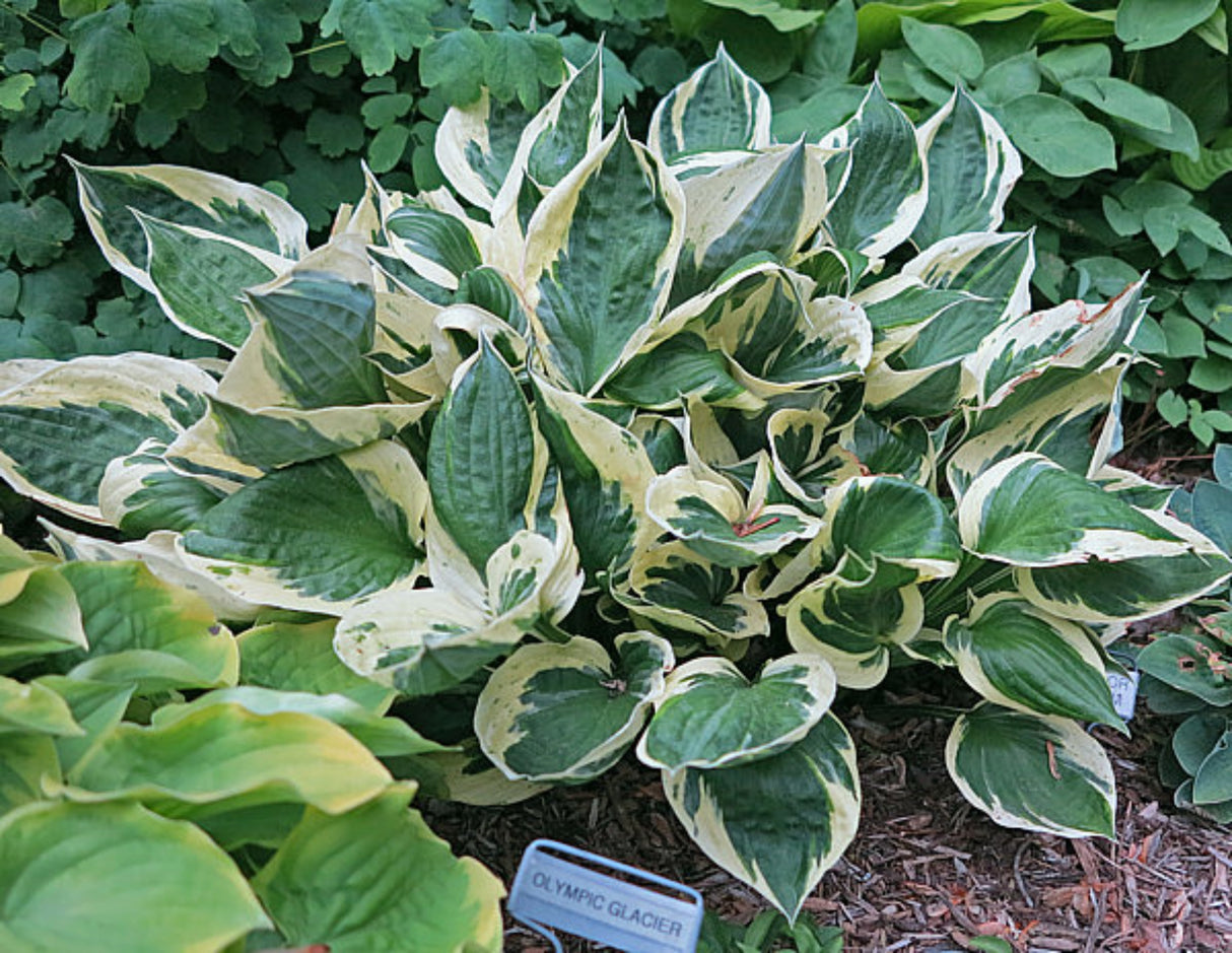 Olympic Glacier Hosta