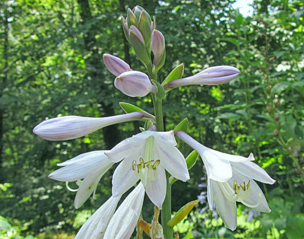 Olympic Glacier Hosta