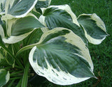 Olympic Glacier Hosta