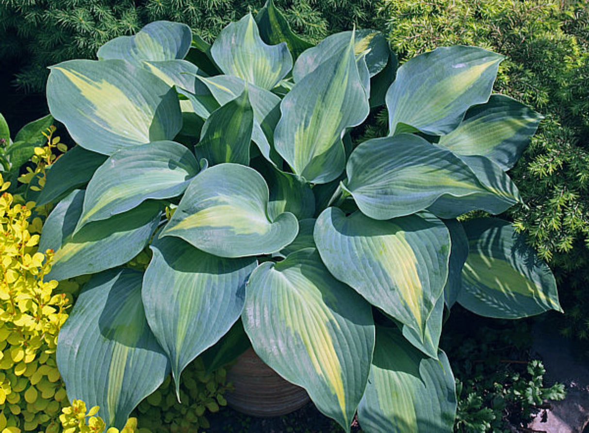 Olympic Sunrise Hosta