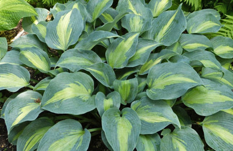 Olympic Sunrise Hosta