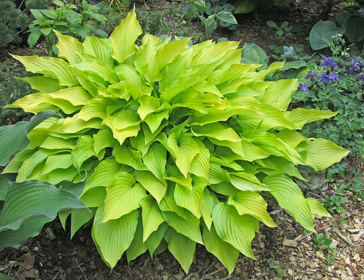 Ophir Hosta