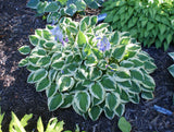 Ops Hosta - 3 Inch Container