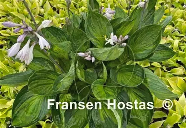 Orbit Hosta Courtesy of Fransen Hostas