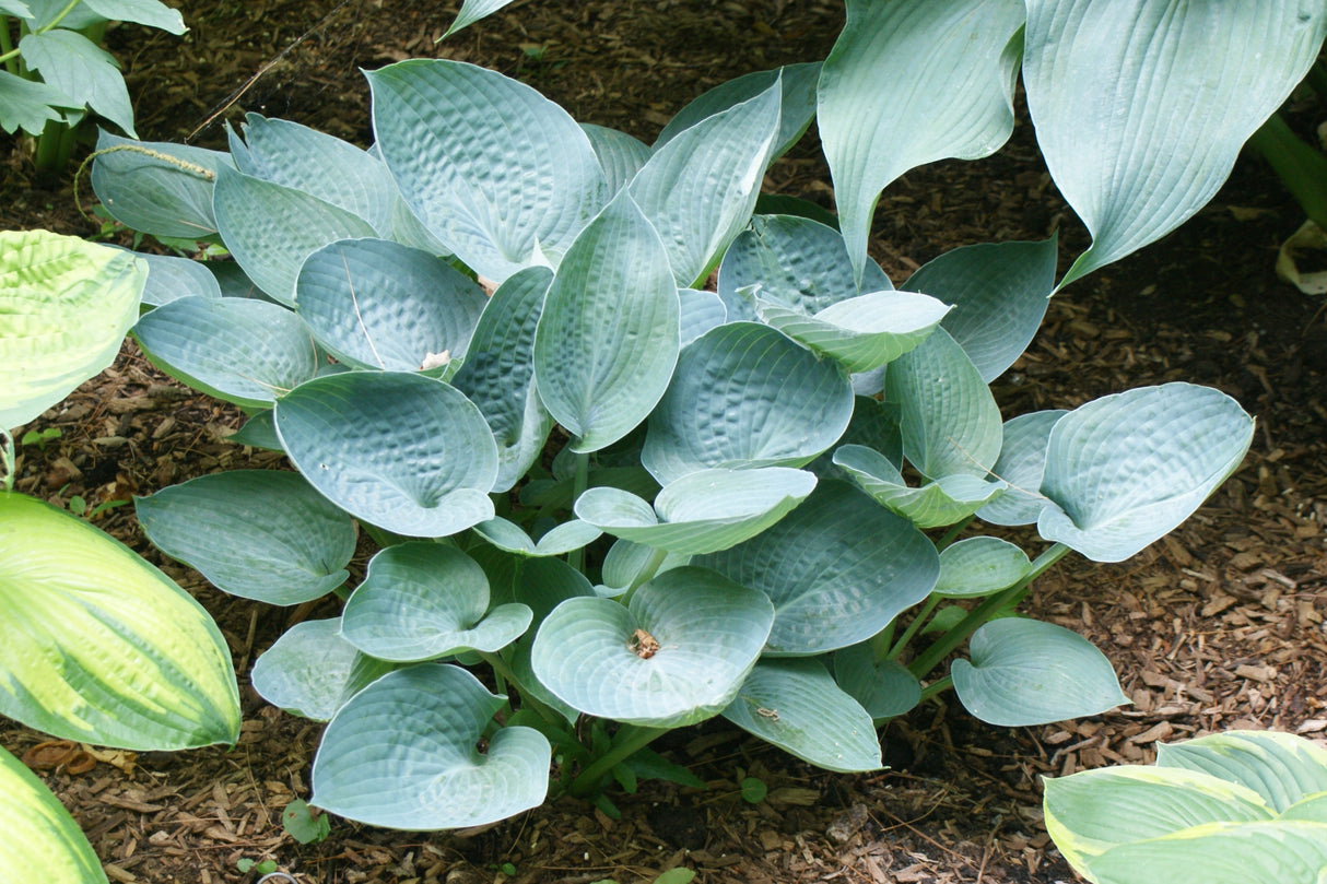 Osprey Hosta