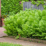 Ostrich Fern 'The King'