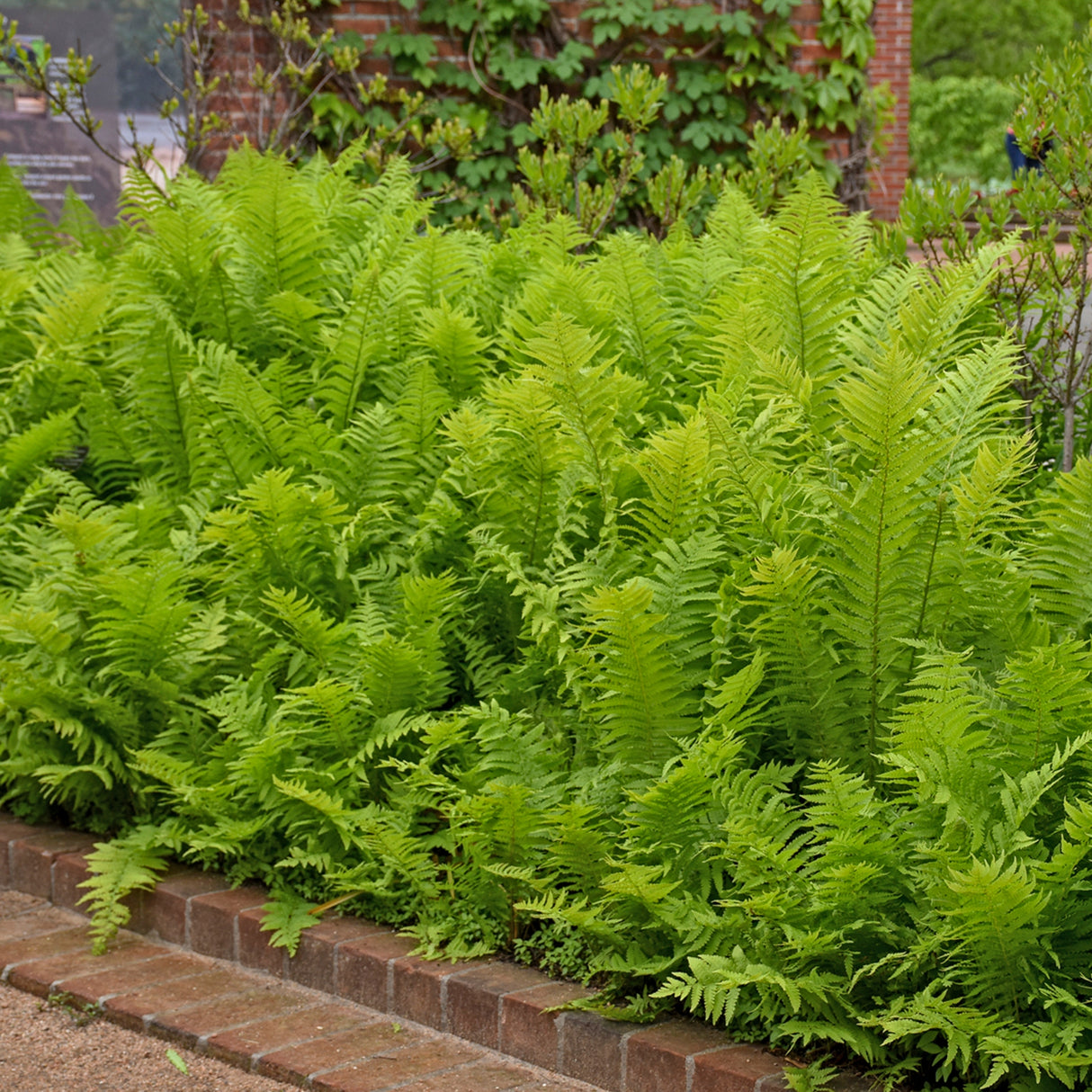 Ostrich Fern 'The King'