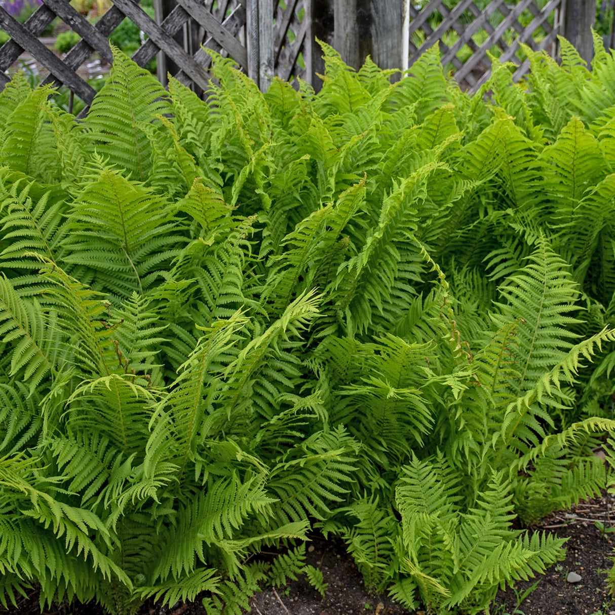 Ostrich Fern 'The King'