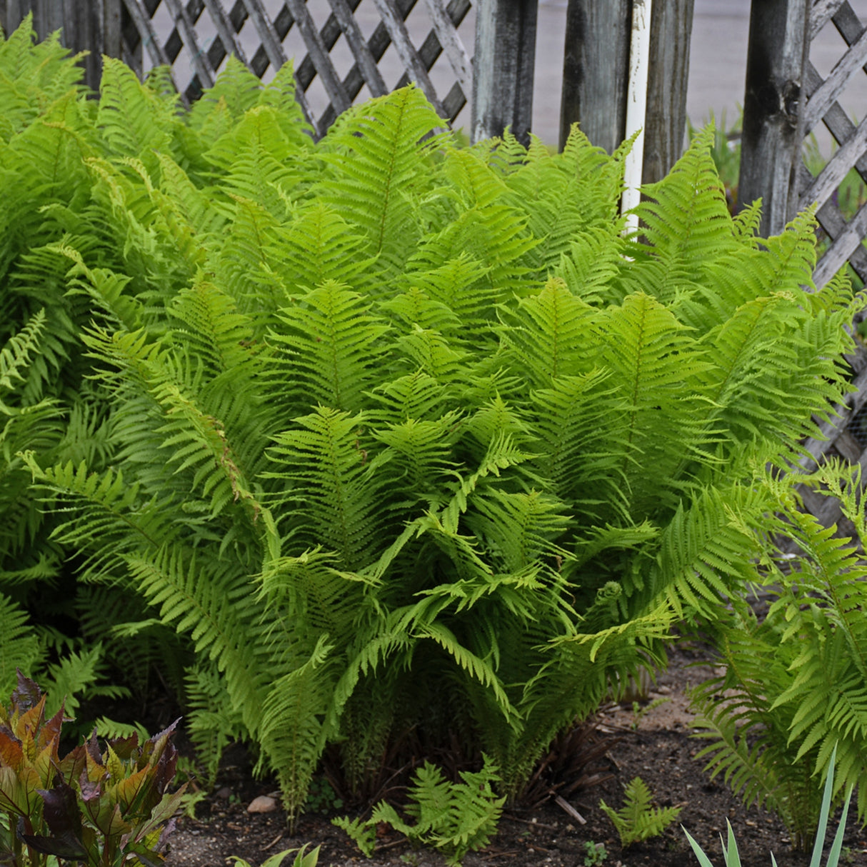 Ostrich Fern 'The King'