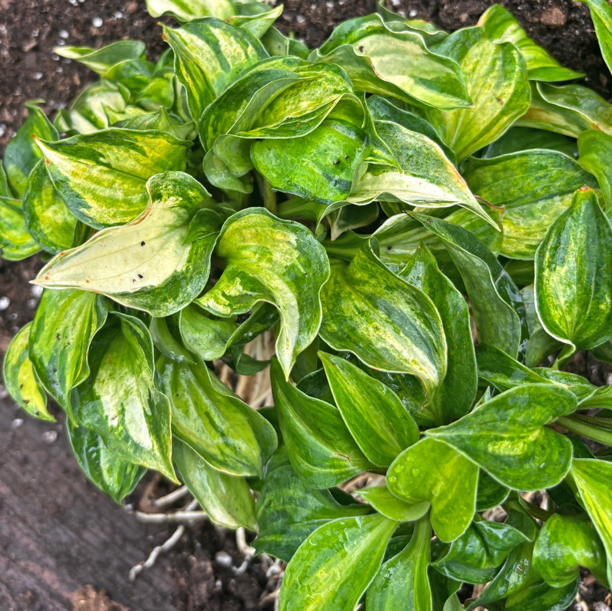 Painted Dog Hosta