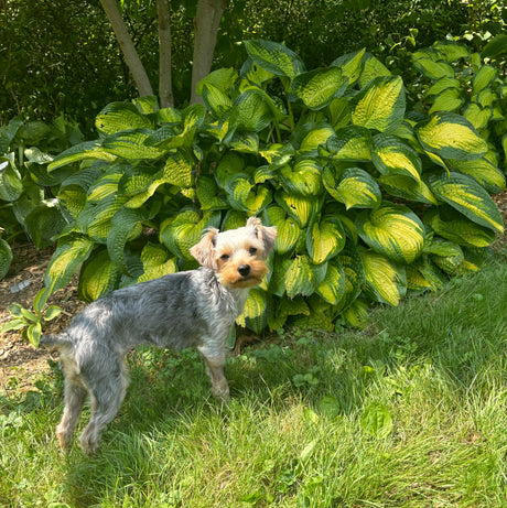 Paradigm Hosta