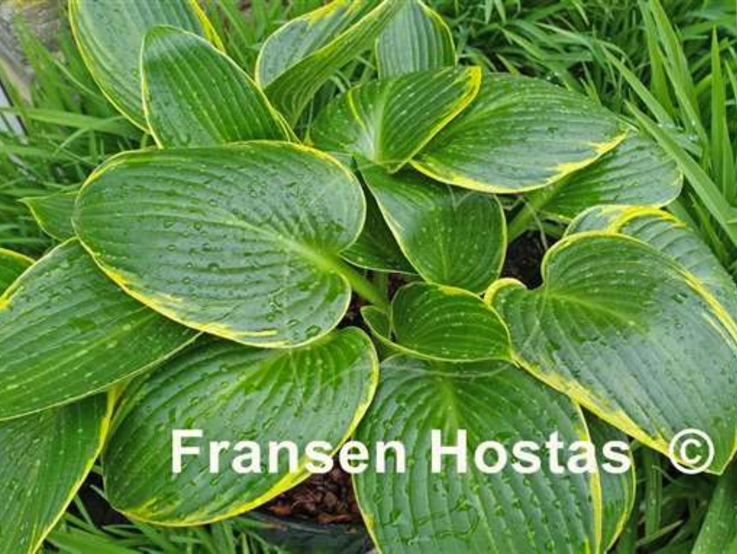 Hosta Ruggels Paradise Frost Hosta – NH Hostas
