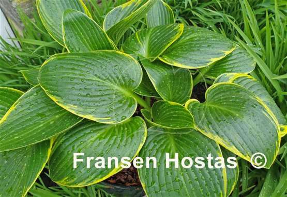 Paradise Frost Hosta
