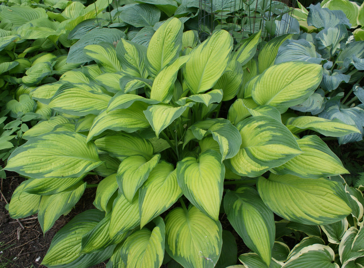 Paradise Power PP12117 Hosta - 4.5 Inch Container