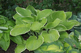 Parhelion Hosta
