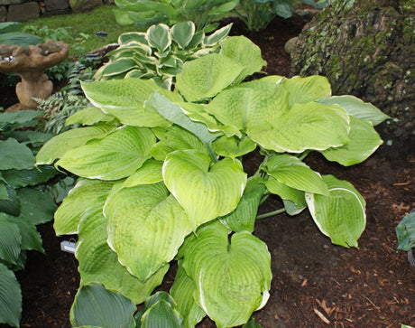 Parhelion Hosta