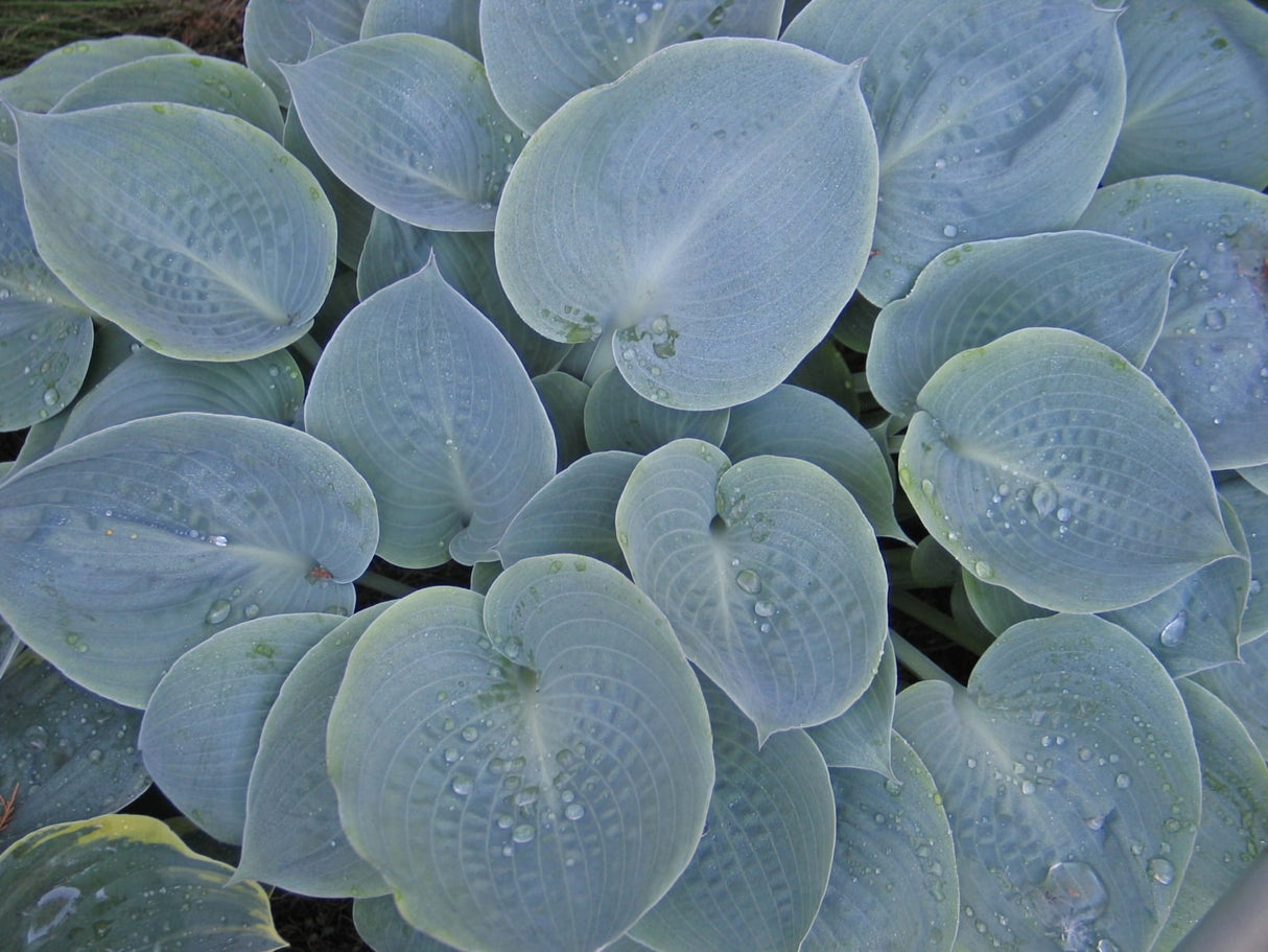 Parisian Silk Hosta