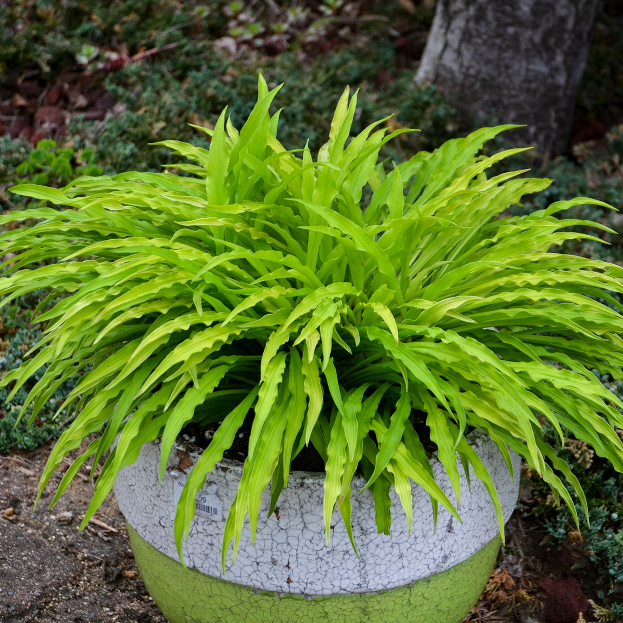 Party Streamers PP33277 Hosta - Small Gold Hosta Rippled Foliage