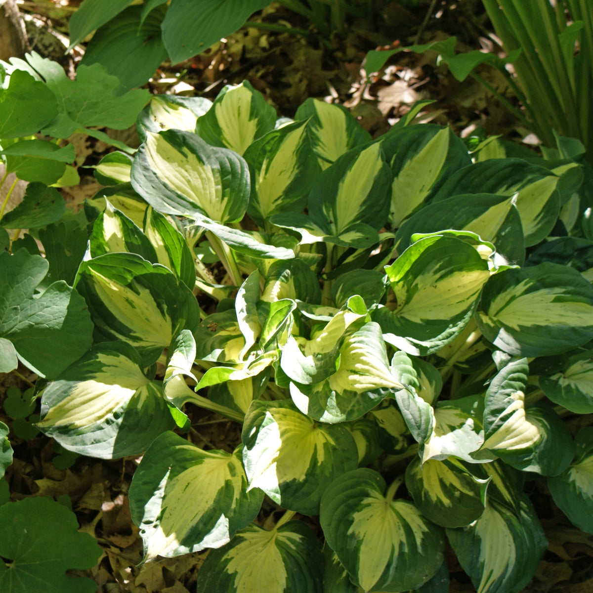 Pathfinder Hosta- Shade Perennial Sun Tolerant Hosta Plant – NH Hostas