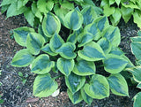 Paul Vernooij Hosta