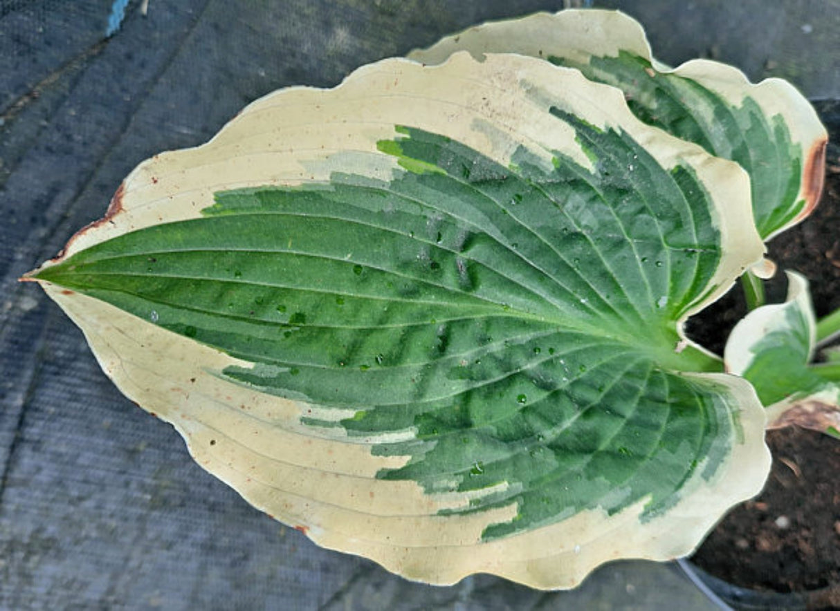 Payot Night Queen Hosta