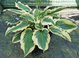 Payot Night Queen Hosta