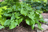 Peppermint Twist Hosta