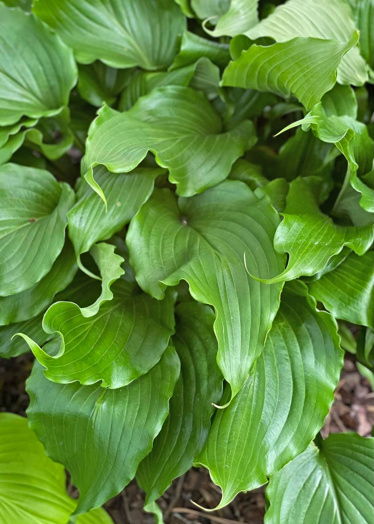 Peppermint Twist Hosta