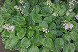 Peter Pan Hosta