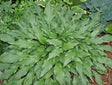 Pineapple Poll Hosta