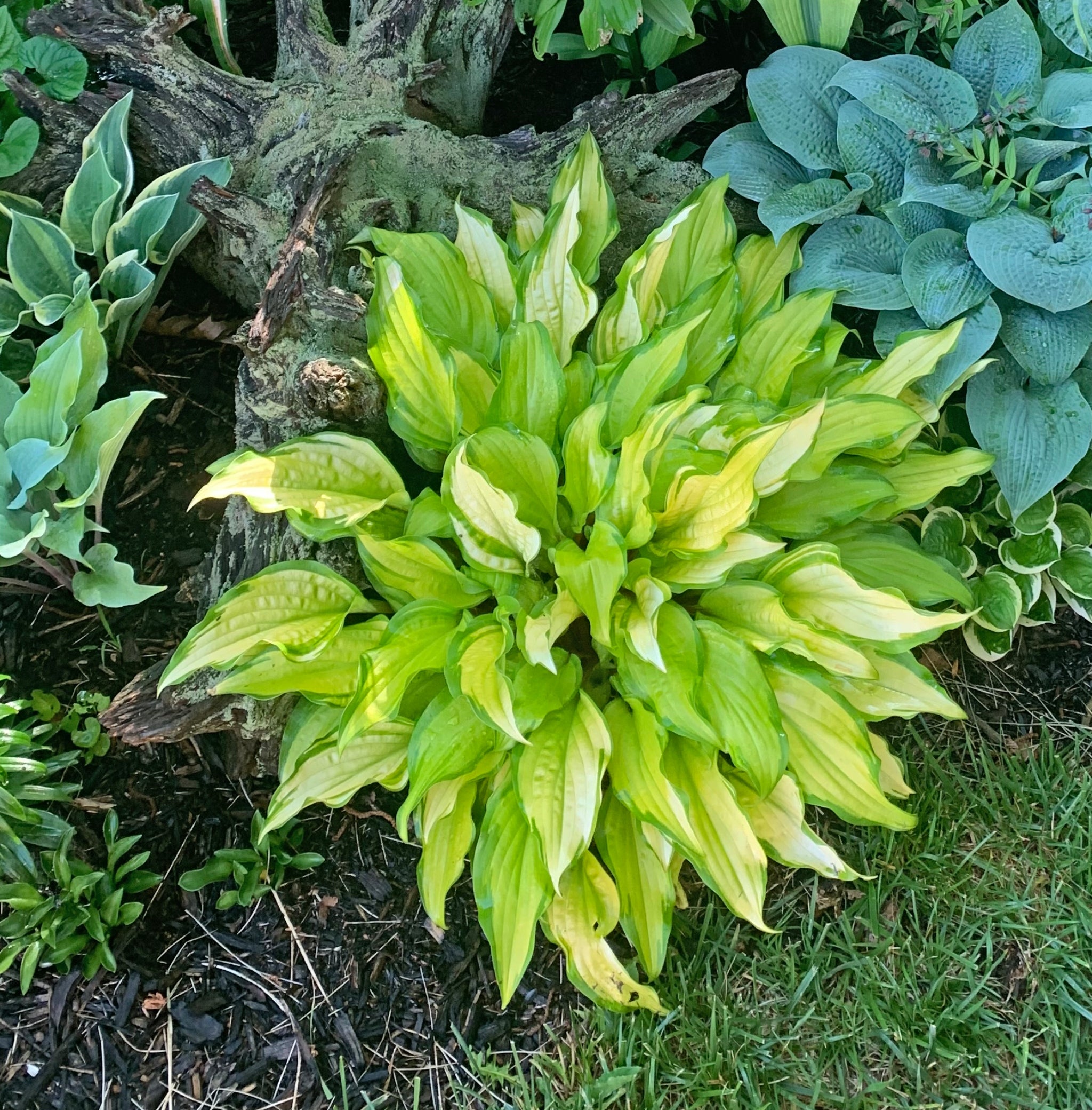 Pineapple Salsa Hosta - 4.5 Inch Container (NEW For 2022!) – NH Hostas