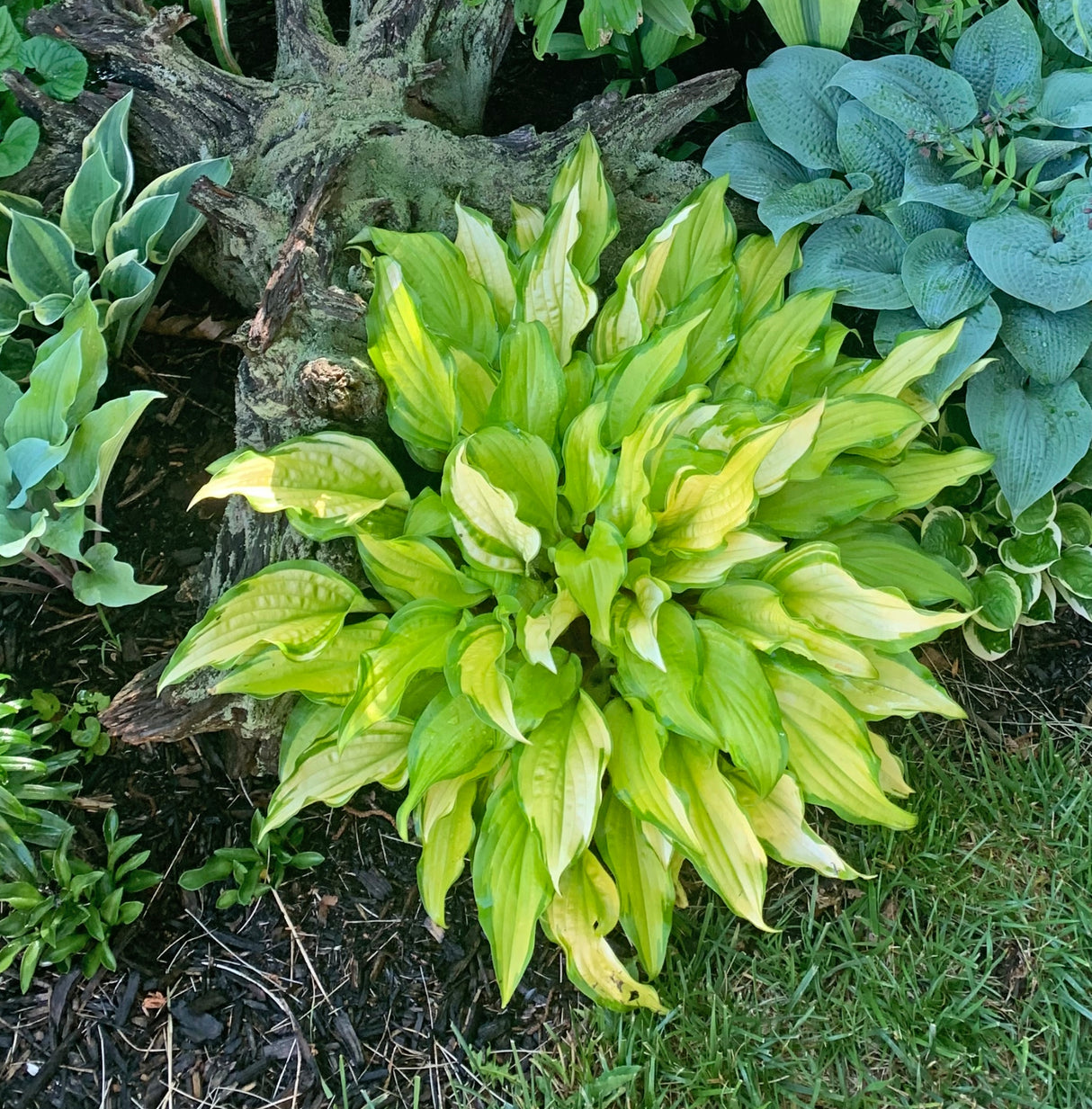 Pineapple Salsa Hosta