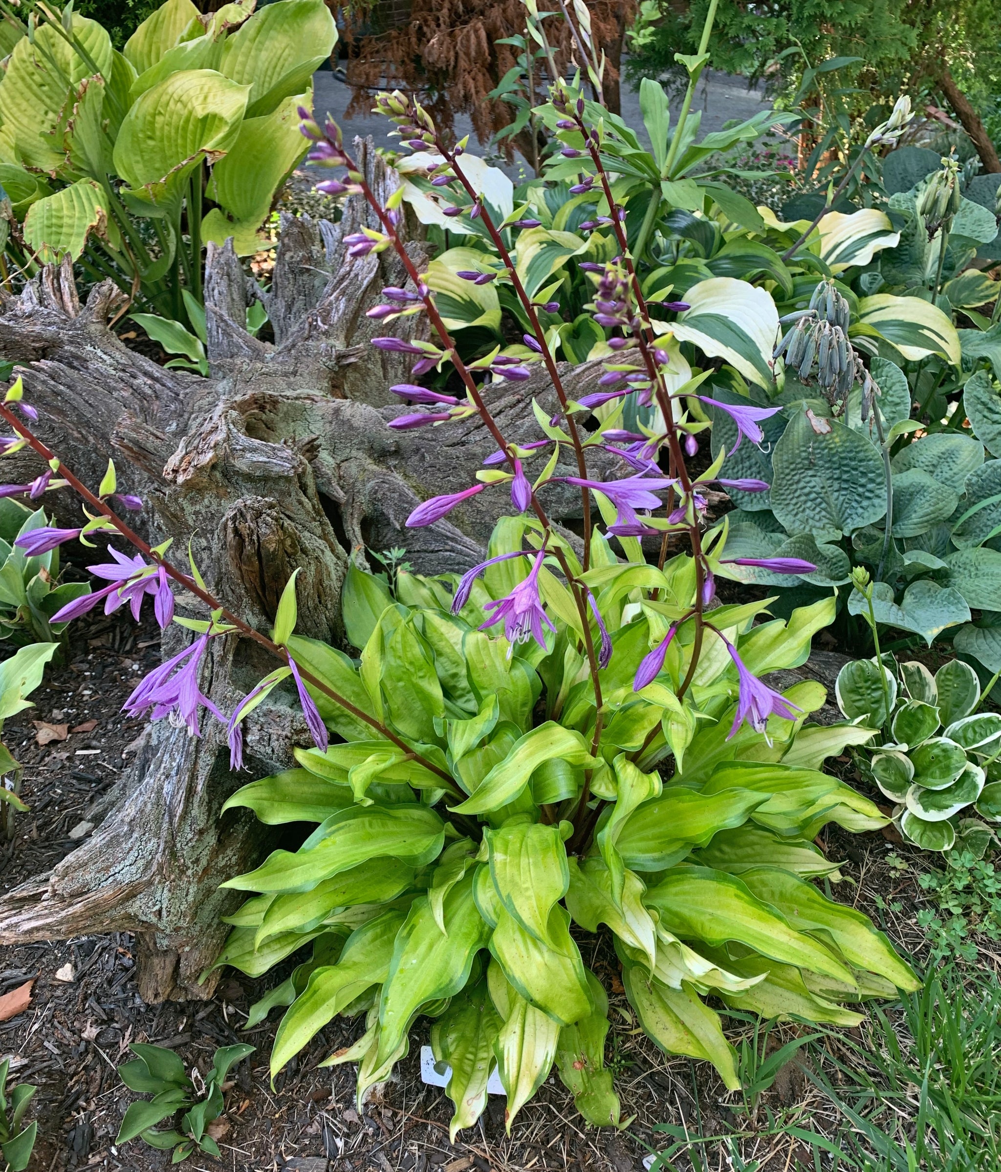 Pineapple Salsa Hosta - 4.5 Inch Container (NEW For 2022!) – NH Hostas