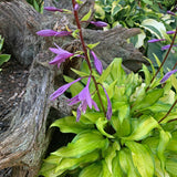 Pineapple Salsa Hosta