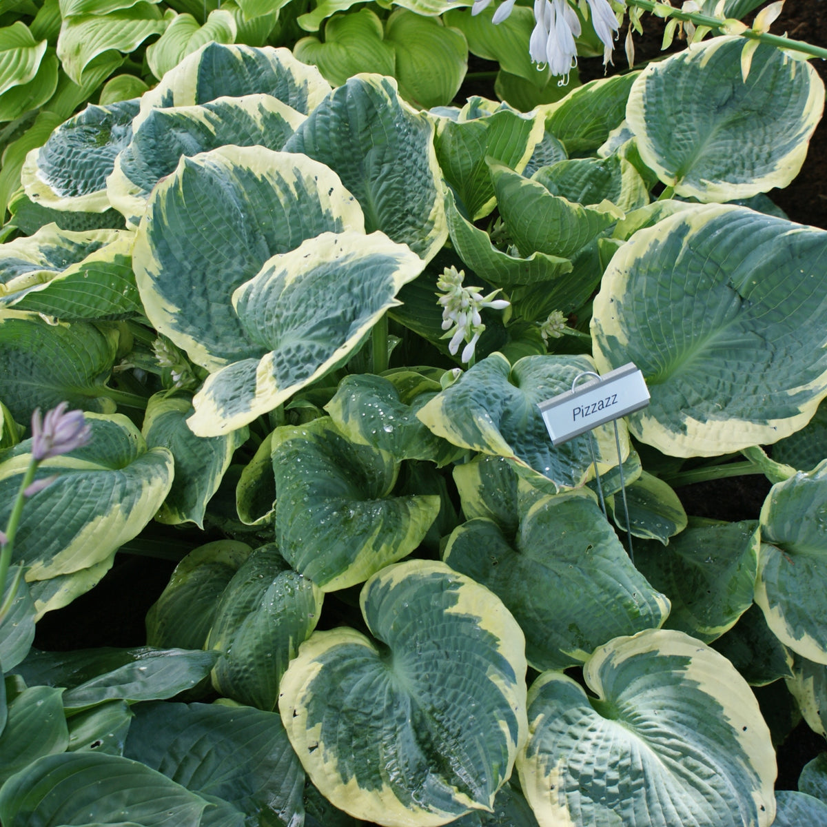 pizzazz-hosta-shade-perennial-large-hosta-plant-nh-hostas