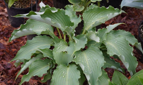 Poetry in Motion Hosta