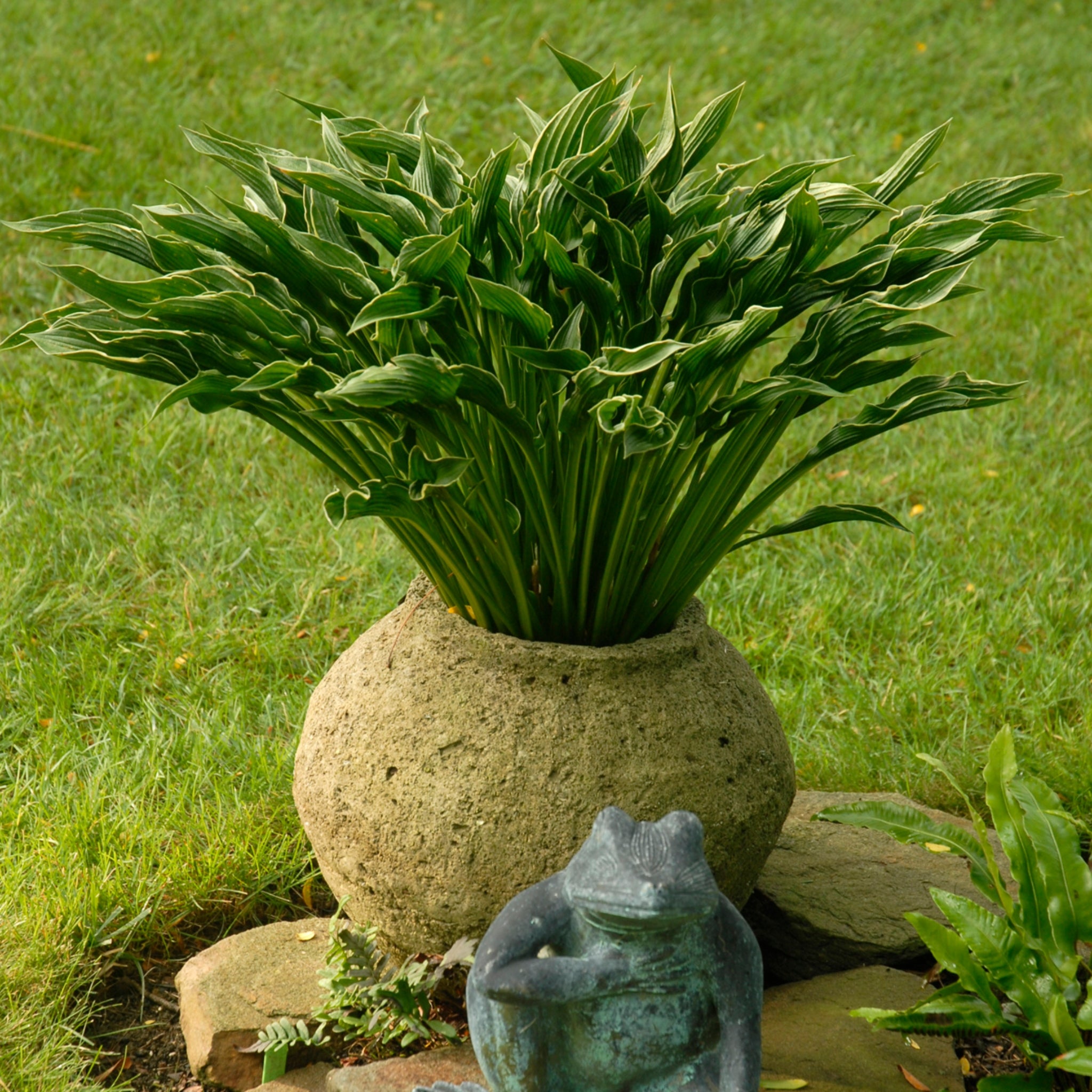 Praying Hands Hosta - Shade Perennial Medium Hosta Plant – NH Hostas