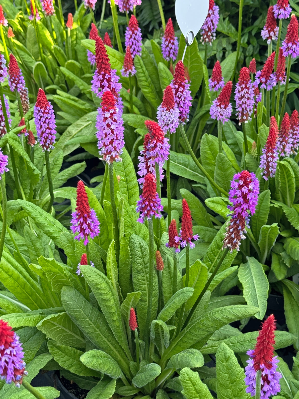 Primula vialli Courtesy of Growing Colors
