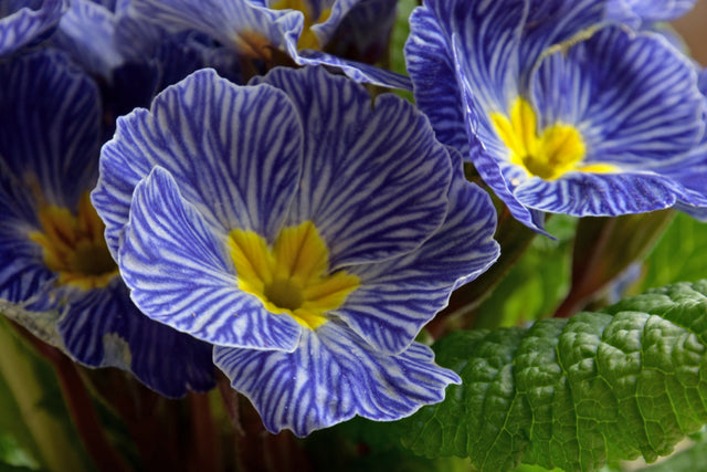 Primula 'Zebra Blue' Courtesy of Growing Colors