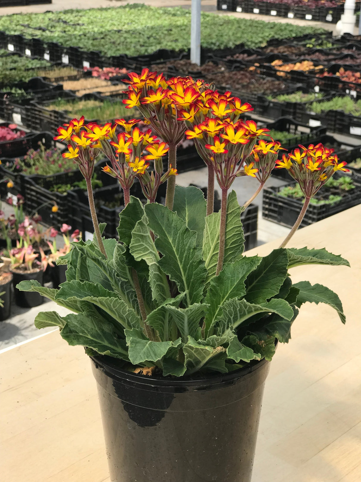 Primula vulgaris 'Oakleaf Yellow Picotee'