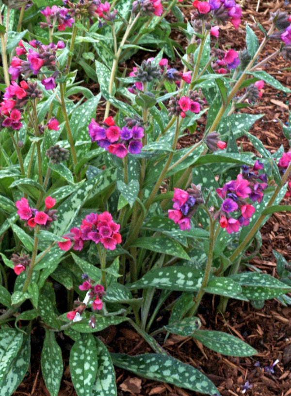 Pulmonaria 'Raspberry Splash' PP12138