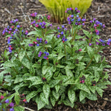Pulmonaria 'Spot On' PP33063